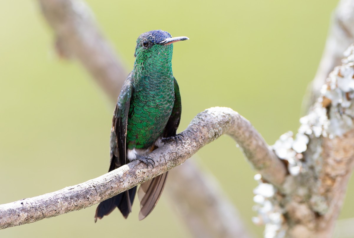 Indigo-capped Hummingbird - ML629998878