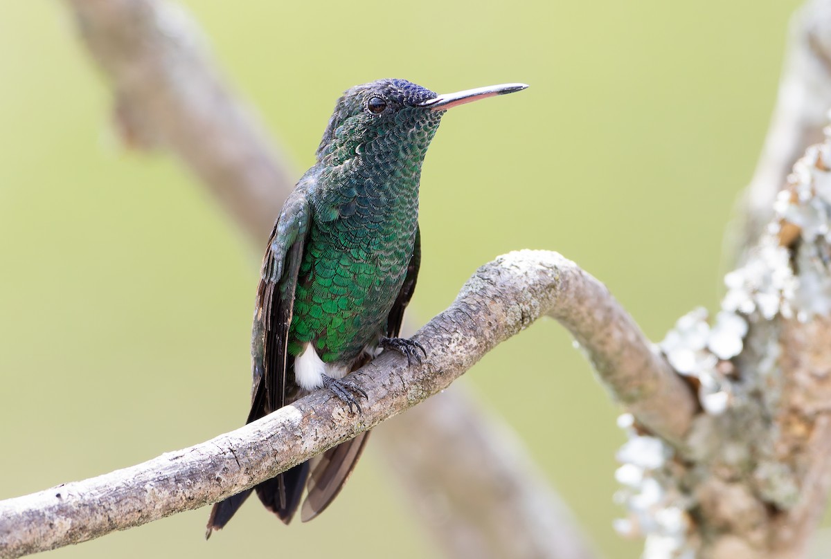 Indigo-capped Hummingbird - ML629998879