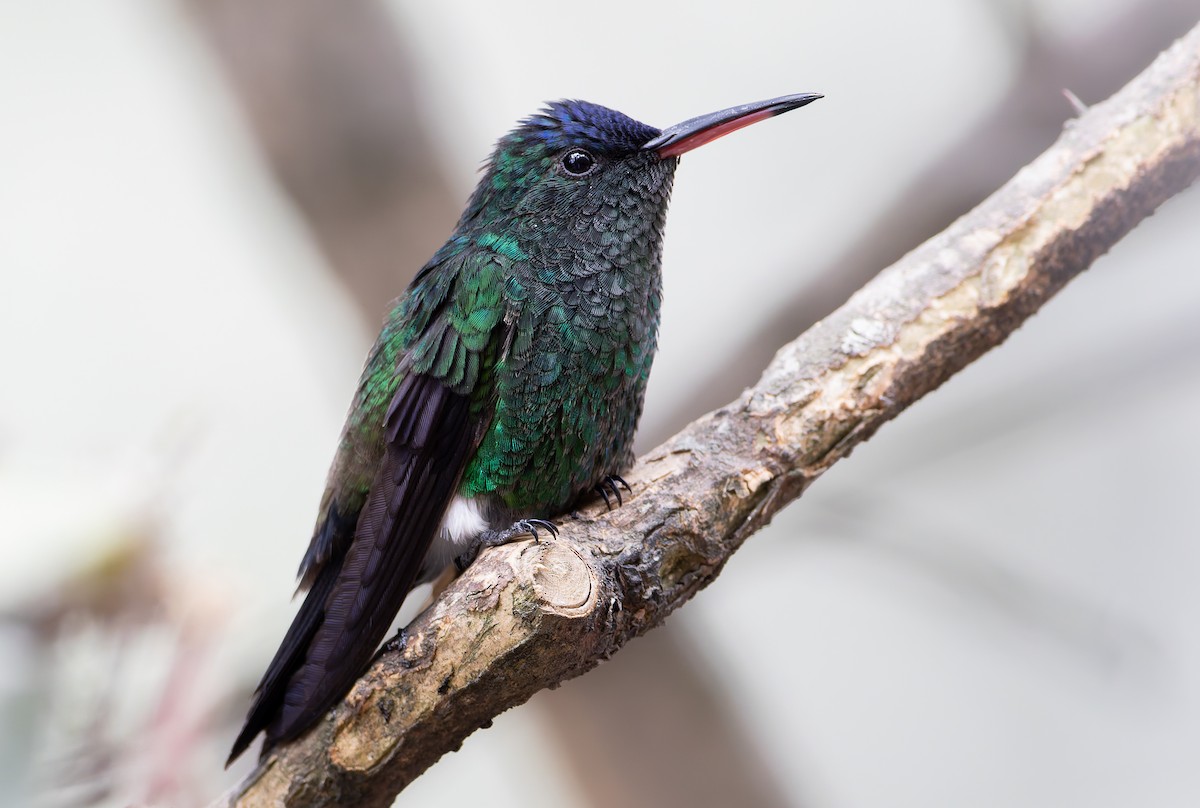 Indigo-capped Hummingbird - ML629998880