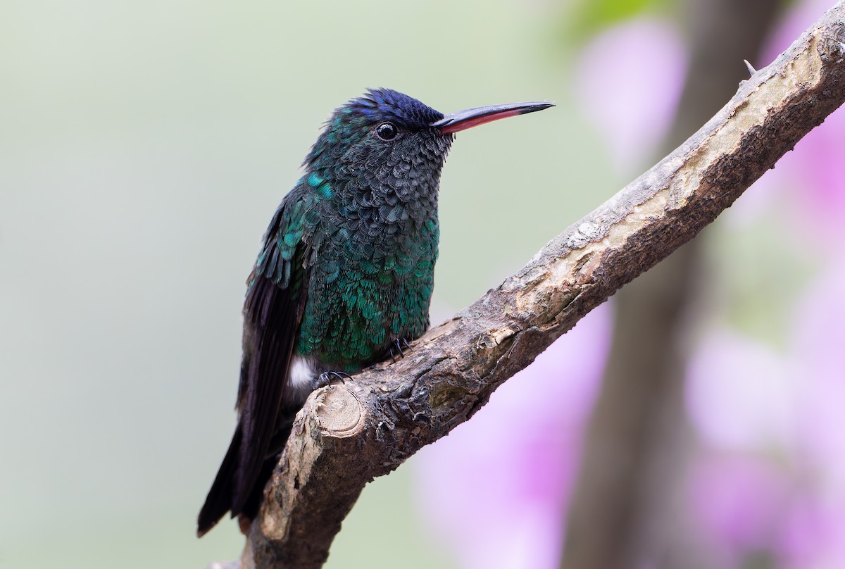 Indigo-capped Hummingbird - ML629998881