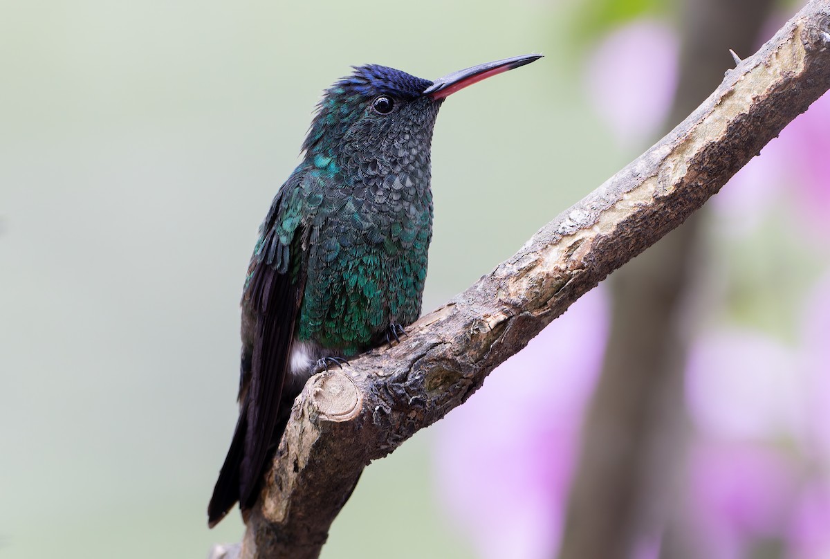 Indigo-capped Hummingbird - ML629998882