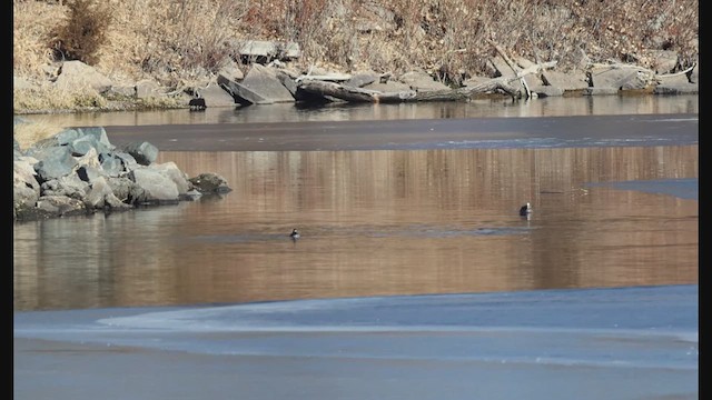 Bufflehead - ML629998989