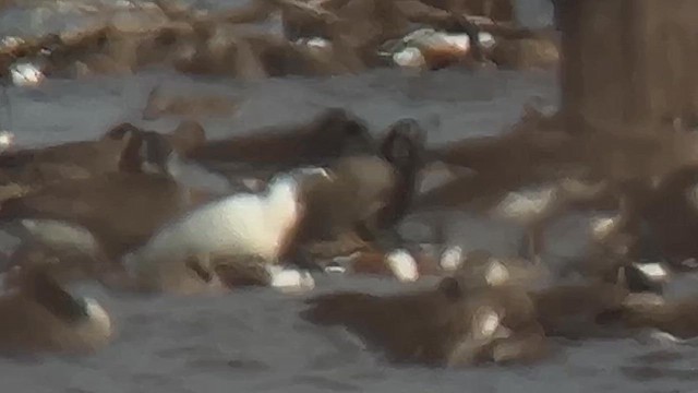 Ross's Goose - ML629999070