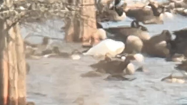 Ross's Goose - ML629999071