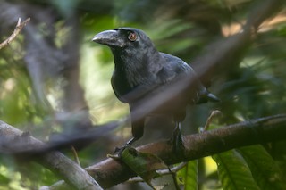 Samar Crow - eBird