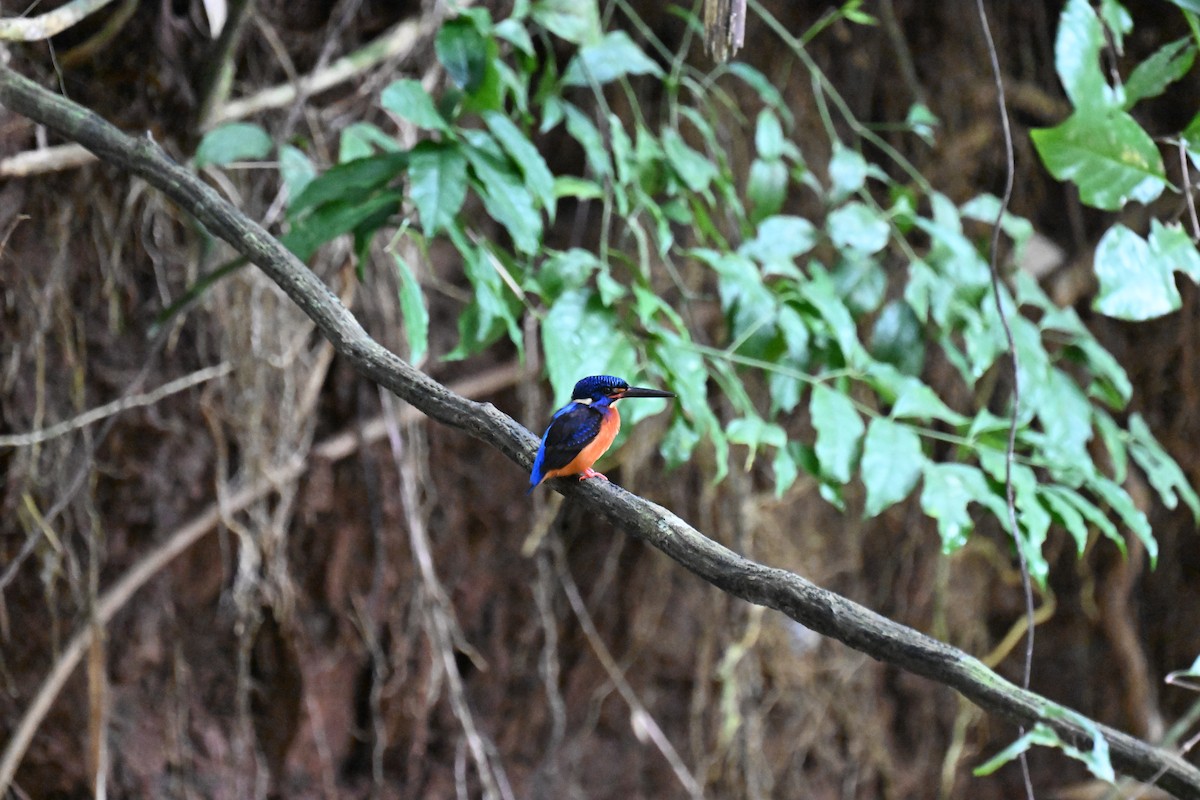 Blue-eared Kingfisher - ML629999363