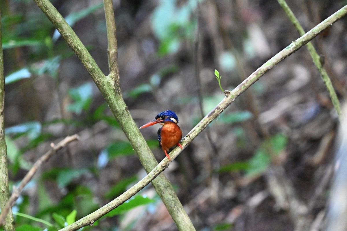 Blue-eared Kingfisher - ML629999367