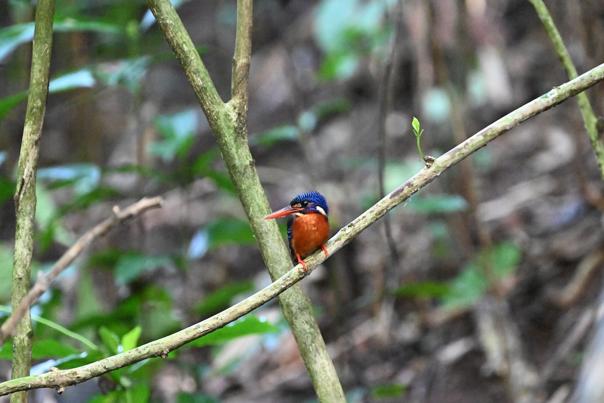 Blue-eared Kingfisher - ML629999368