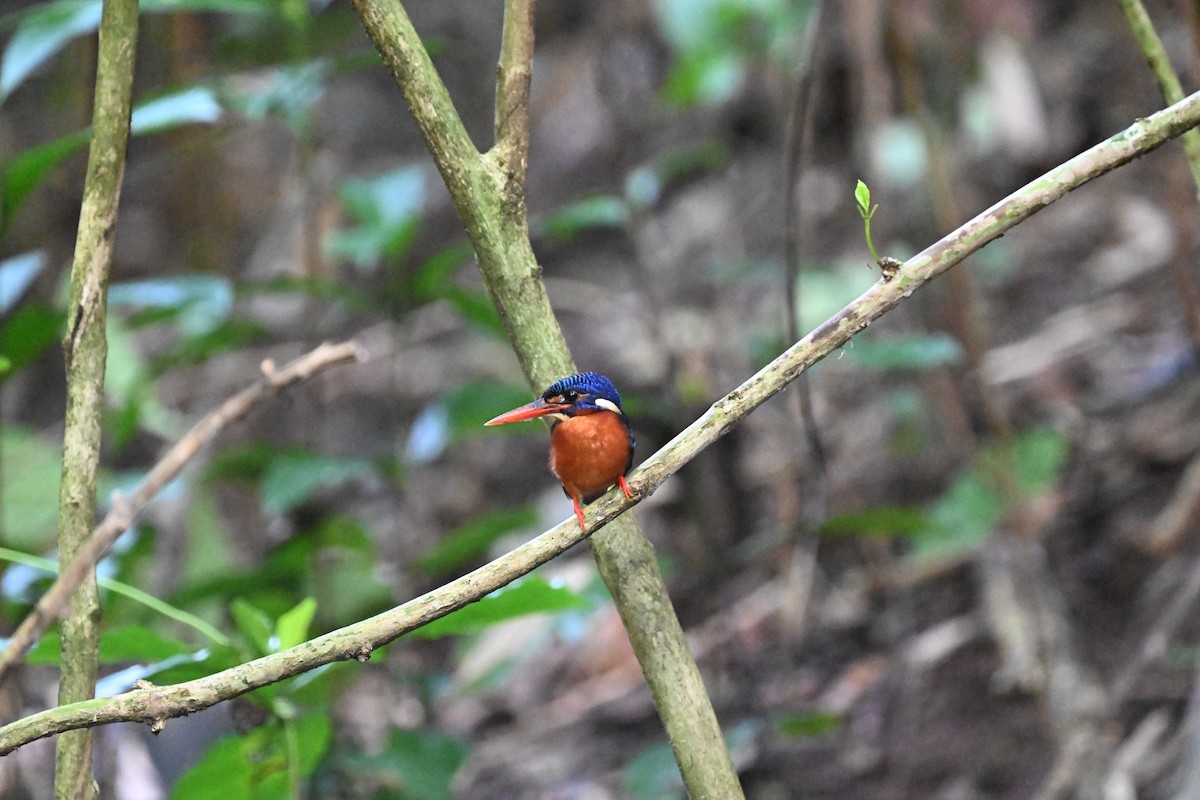 Blue-eared Kingfisher - ML629999369