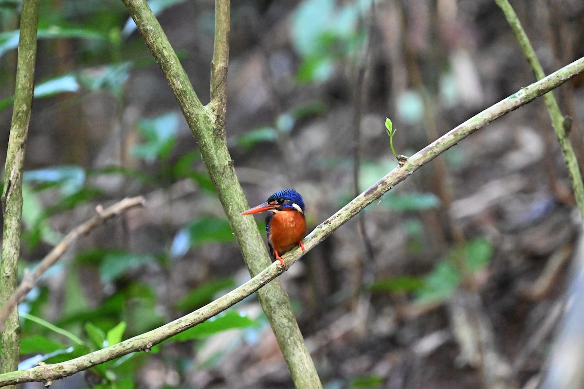 Blue-eared Kingfisher - ML629999370