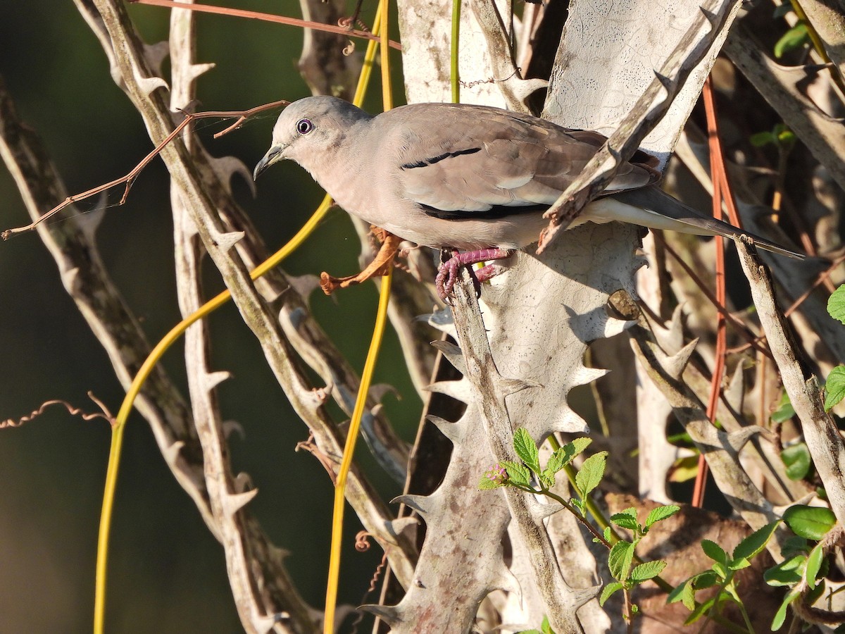 Picui Ground Dove - ML630000307