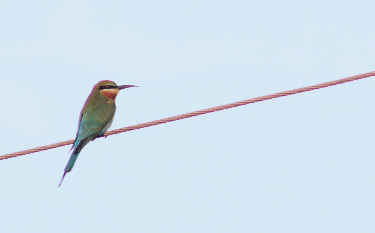 Blue-tailed Bee-eater - ML630000625