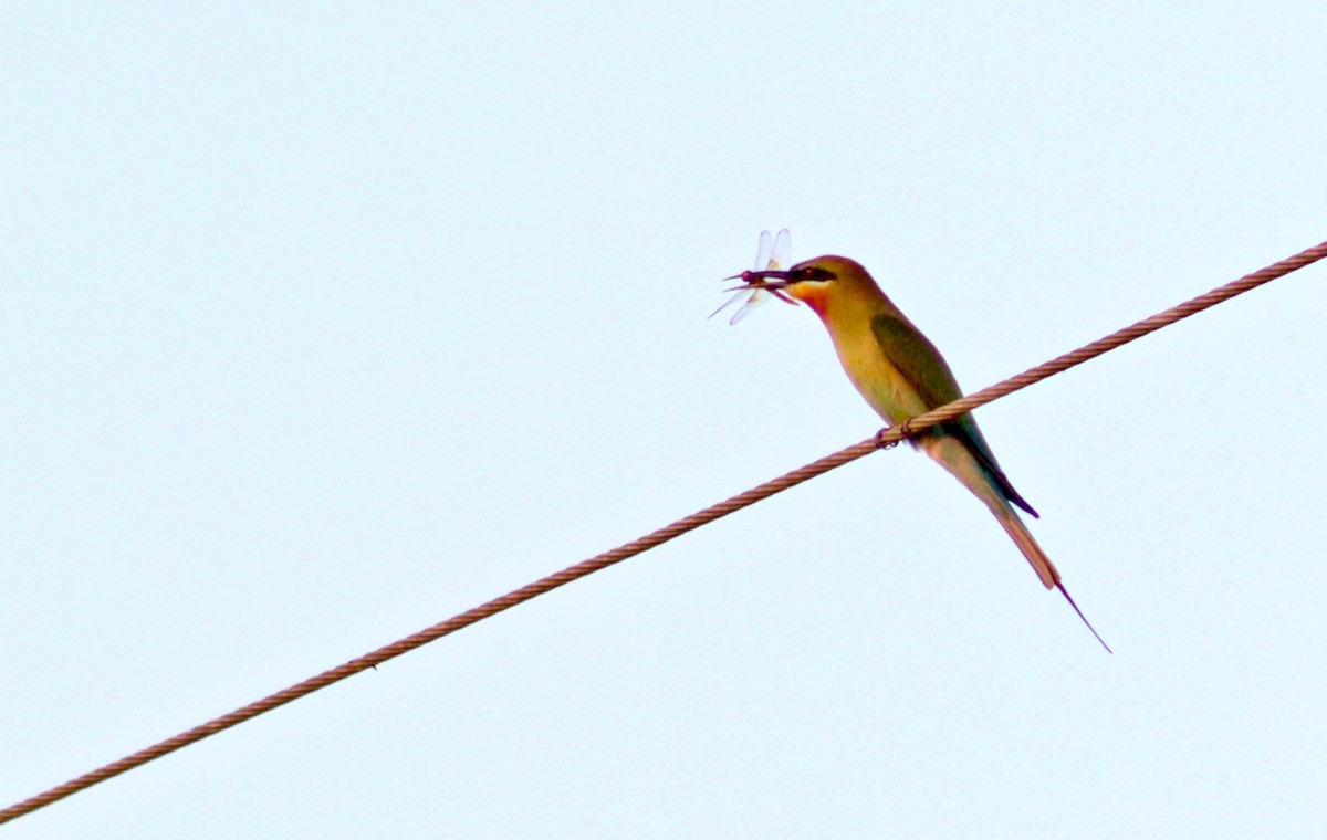 Blue-tailed Bee-eater - ML630000626