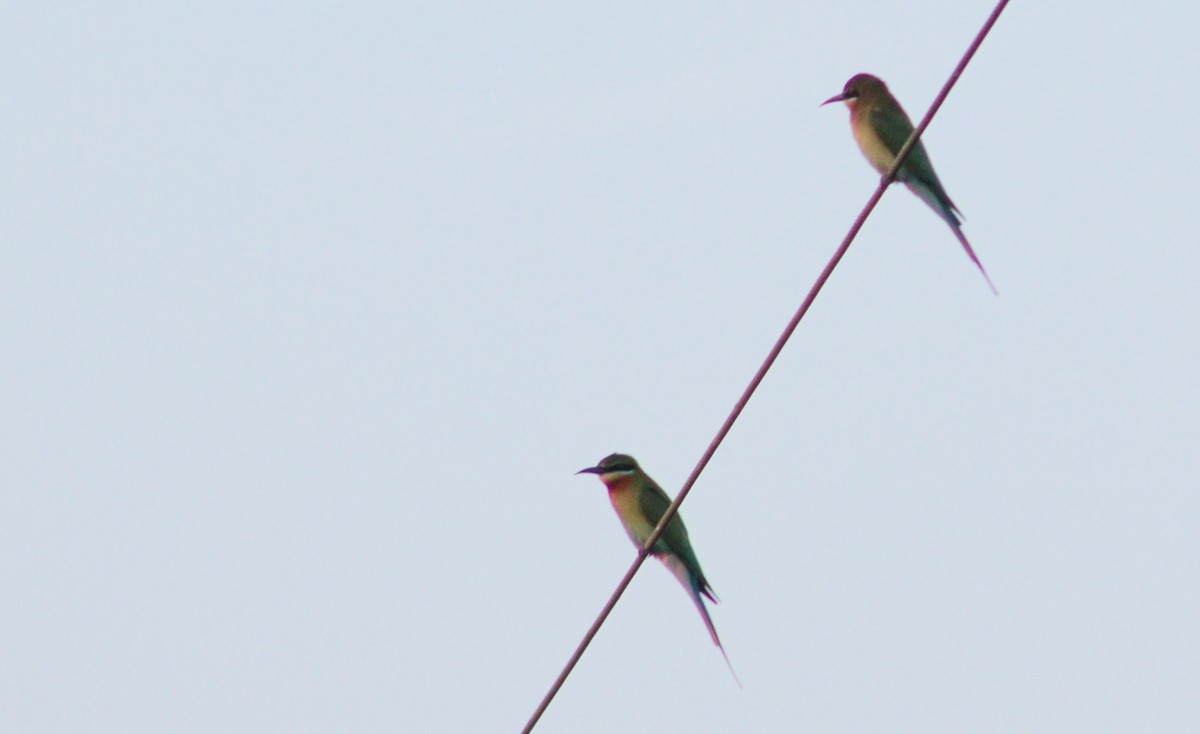 Blue-tailed Bee-eater - ML630000627