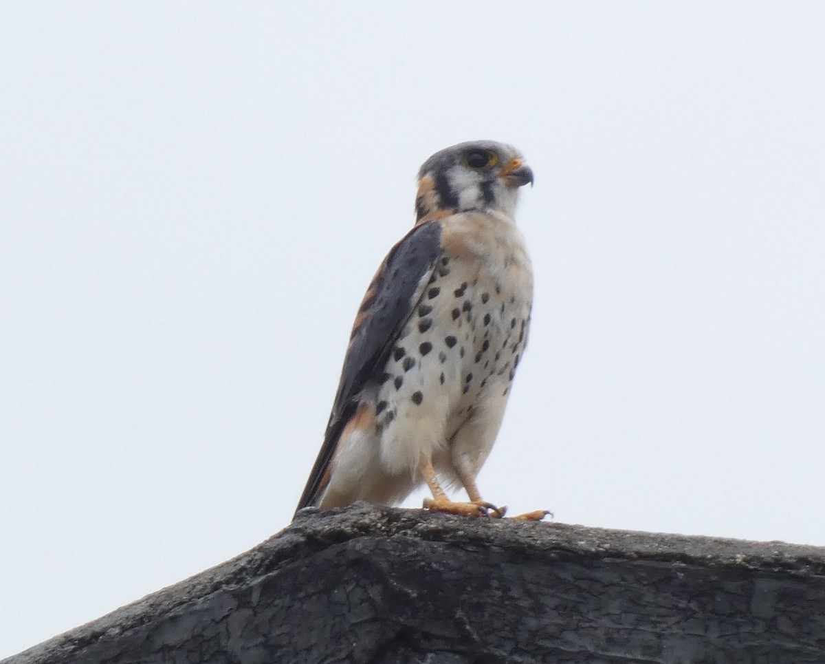 American Kestrel - ML630000796