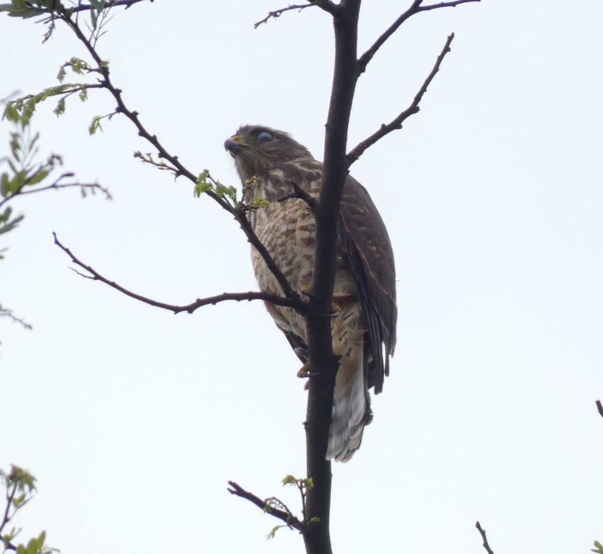 Roadside Hawk - ML630000805