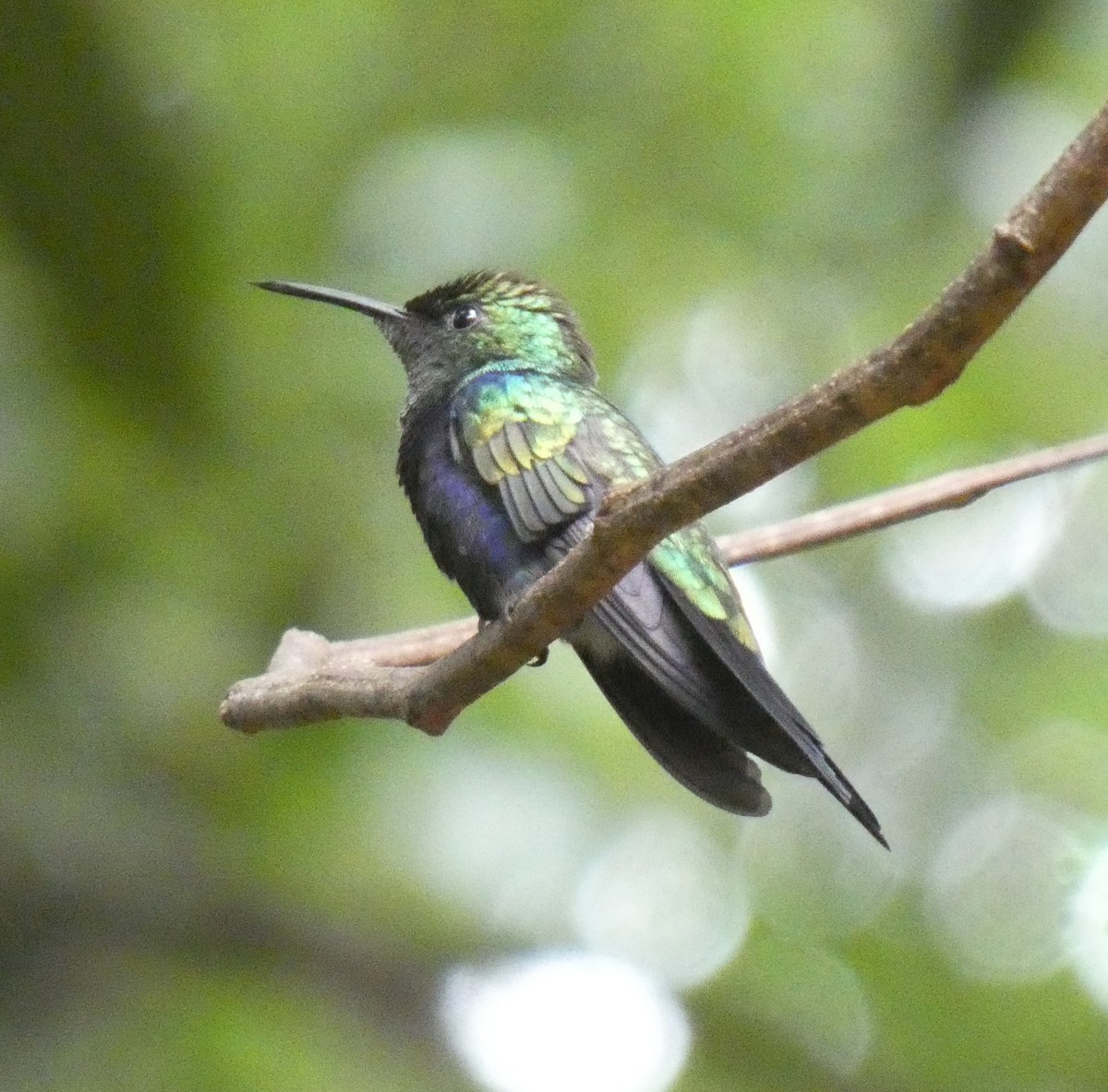 Fork-tailed Woodnymph - ML630000810
