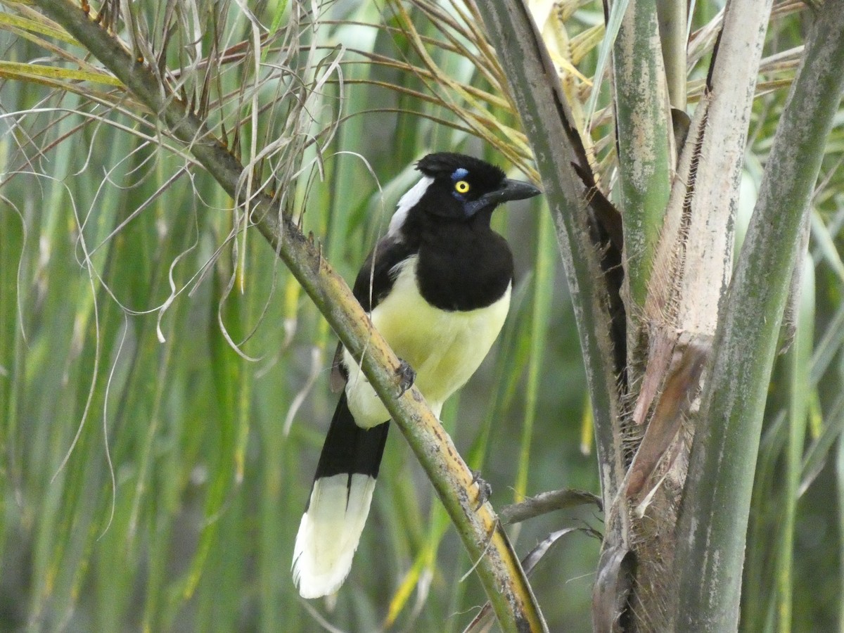 White-naped Jay - ML630000861