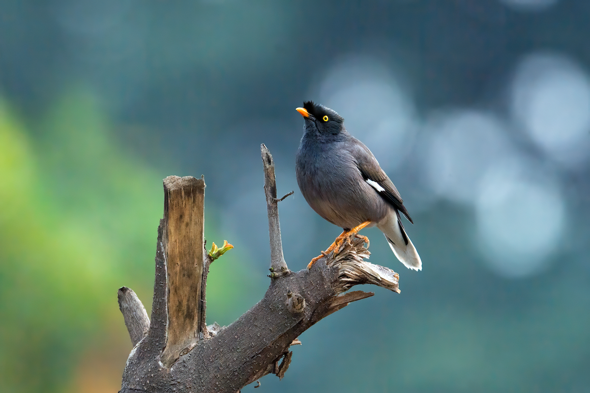 Jungle Myna (Yellow-eyed) - ML630000865