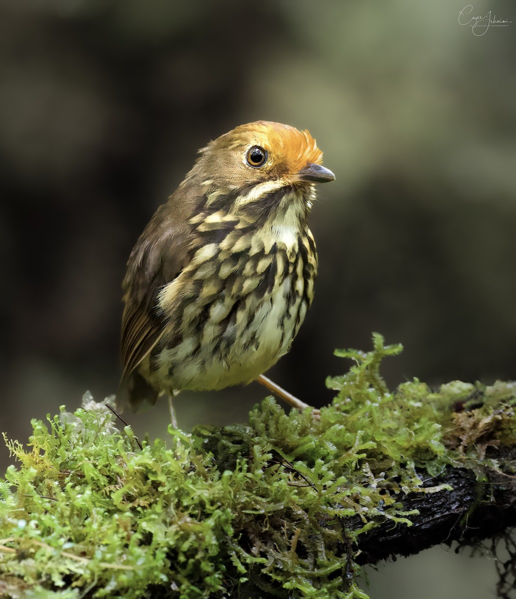 Ochre-fronted Antpitta - ML630000900