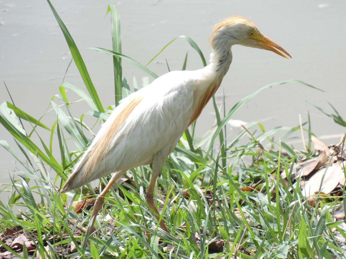 Western Cattle-Egret - ML630000990