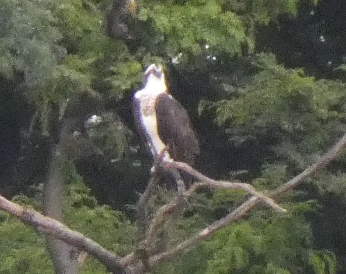 Osprey - ML630000994