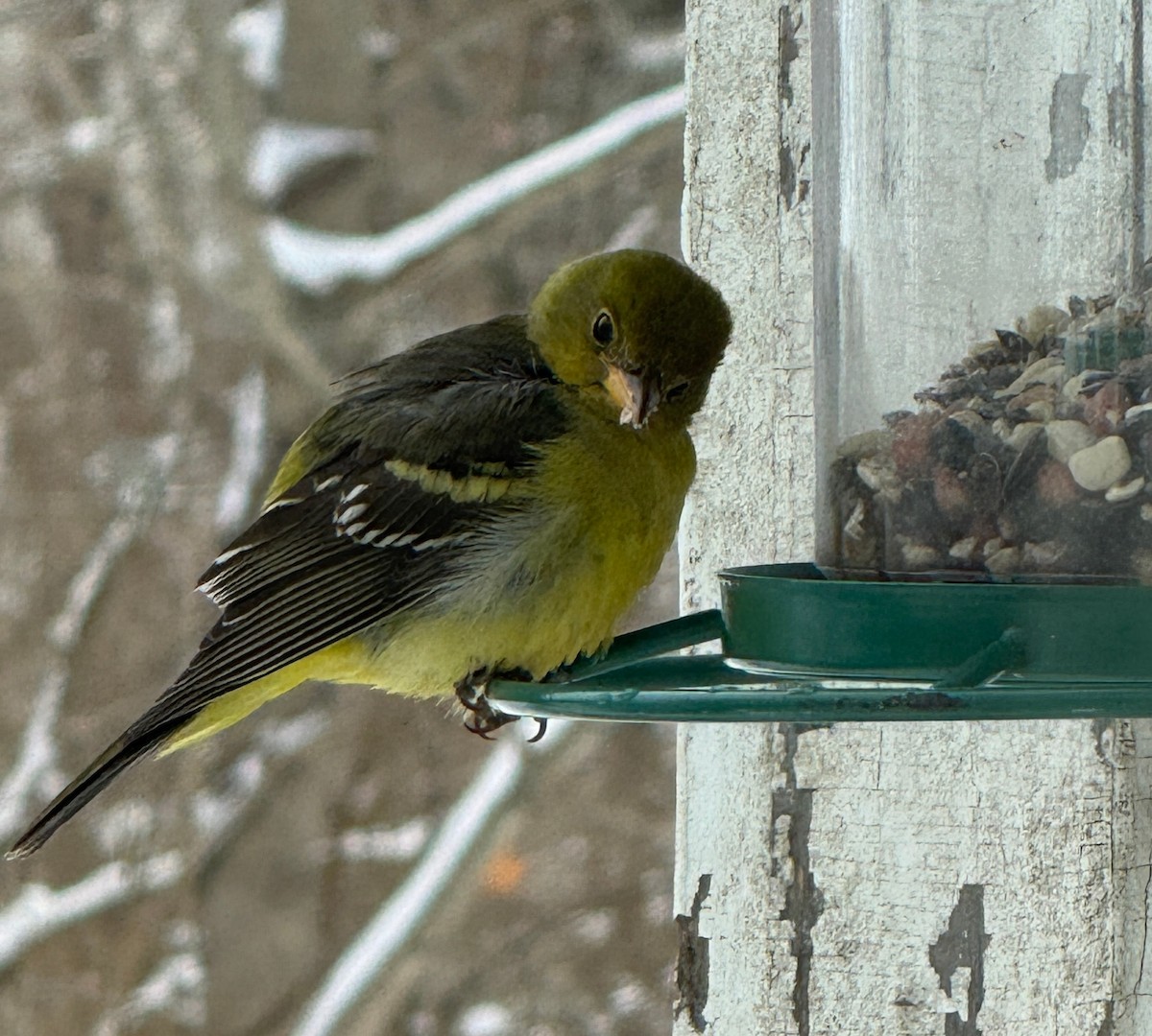 Piranga à tête rouge - ML630001002