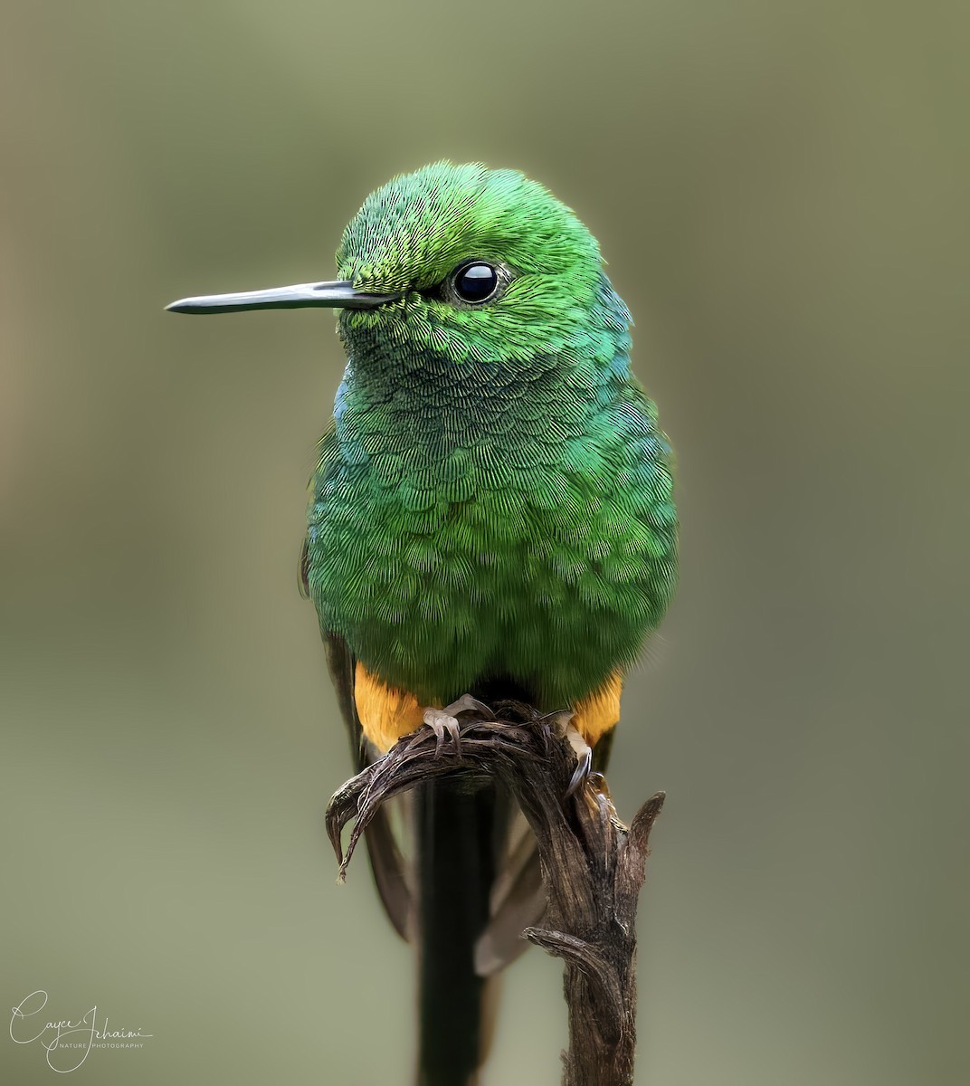 Peruvian Racket-tail - ML630001035