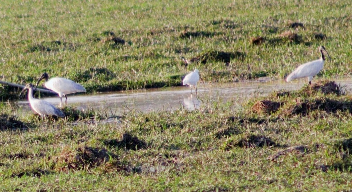 Black-headed Ibis - ML630001071