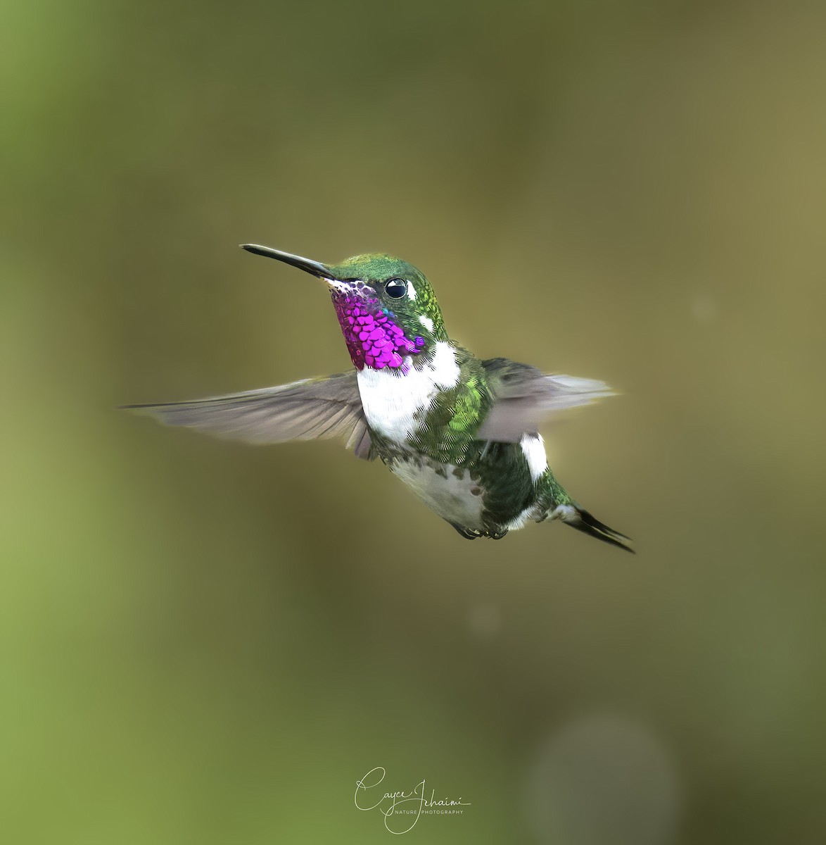 White-bellied Woodstar - ML630001120