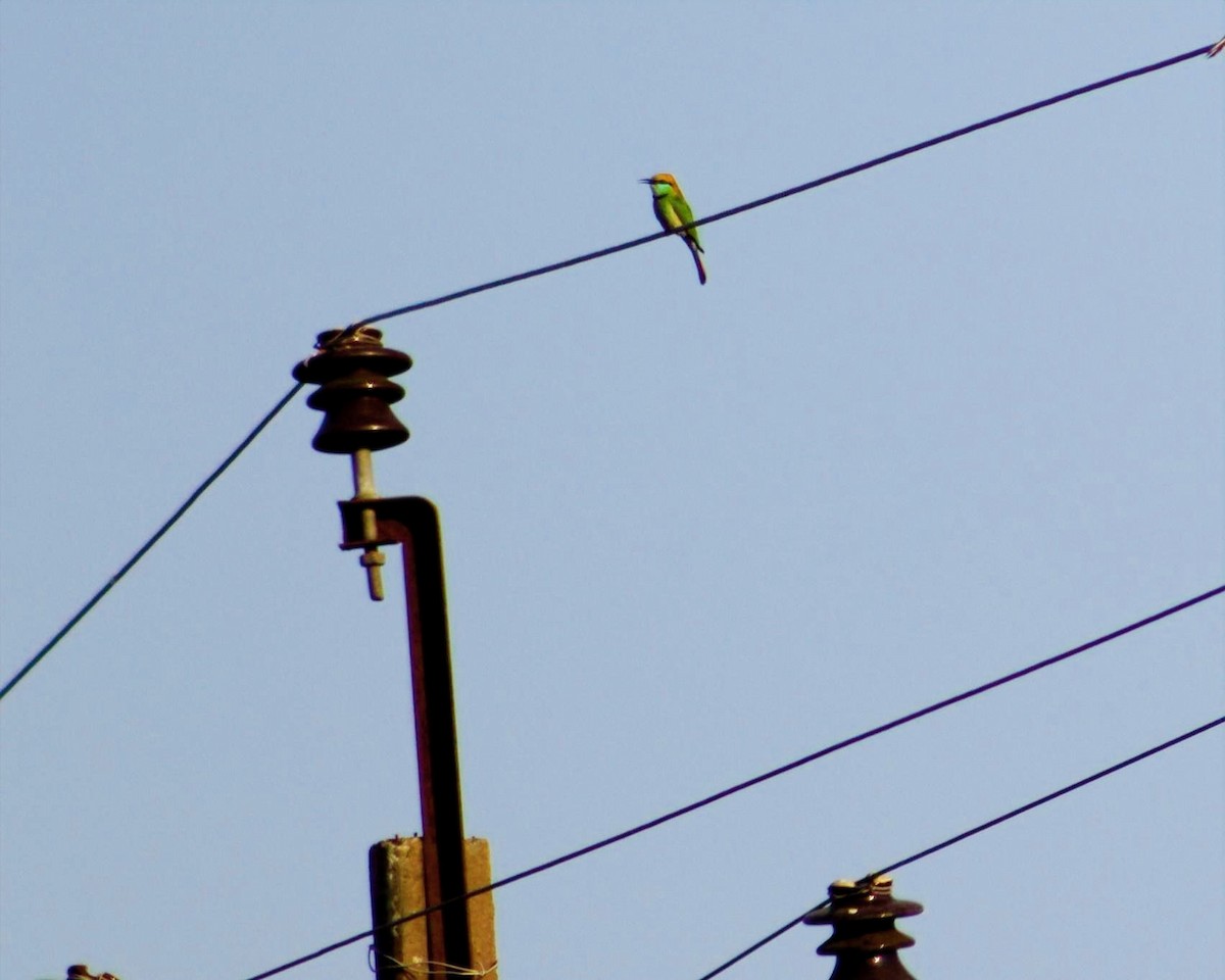 Asian Green Bee-eater - ML630001136