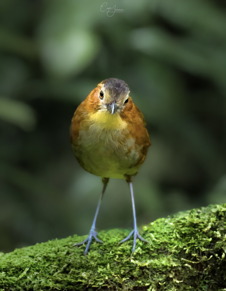 Rusty-tinged Antpitta - ML630001138