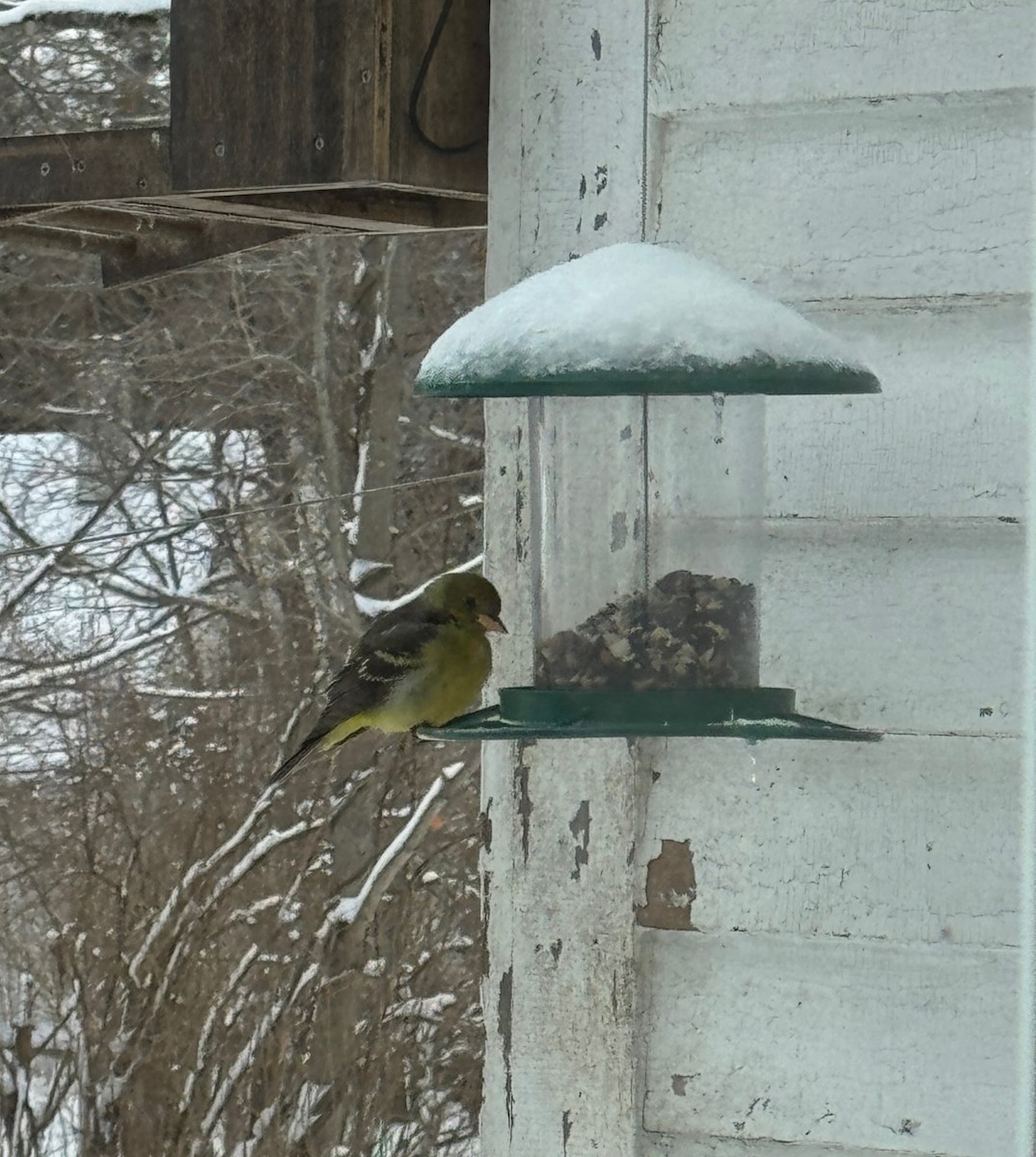 Piranga à tête rouge - ML630001368