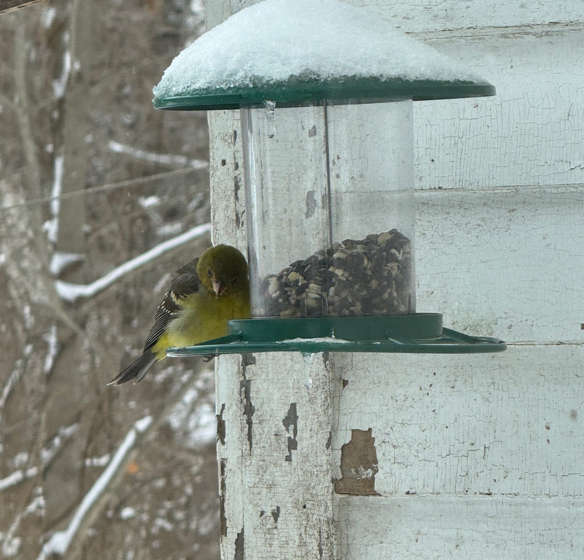 Piranga à tête rouge - ML630001370