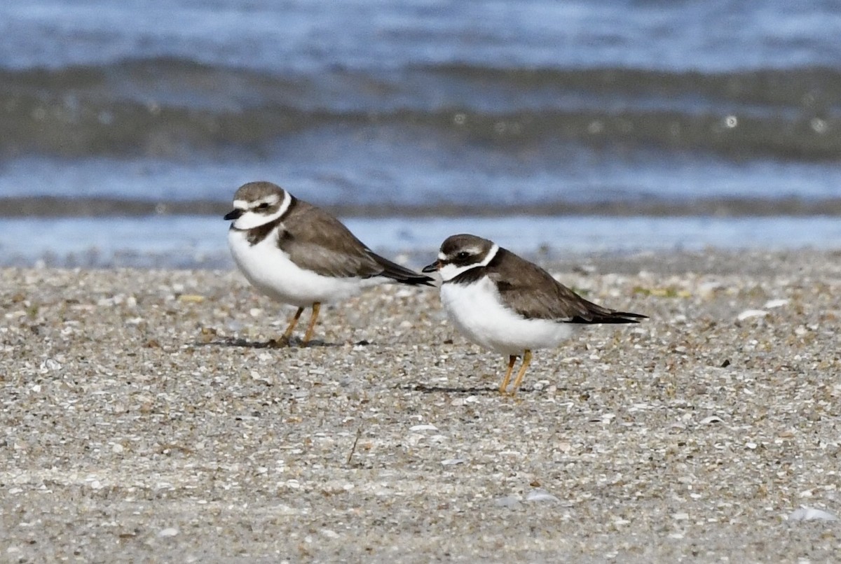 Semipalmated Plover - ML630001501