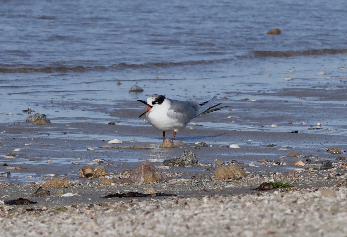 Forster's Tern - ML630001543