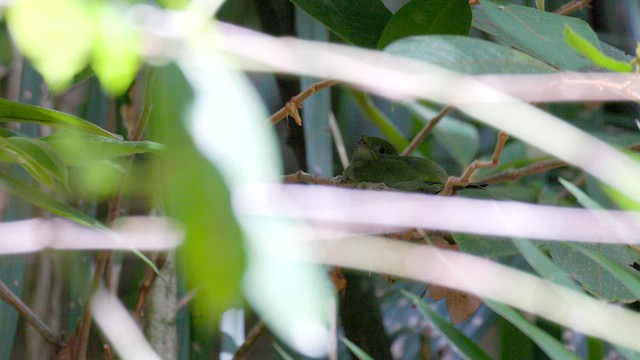 Araripe Manakin - ML630002178