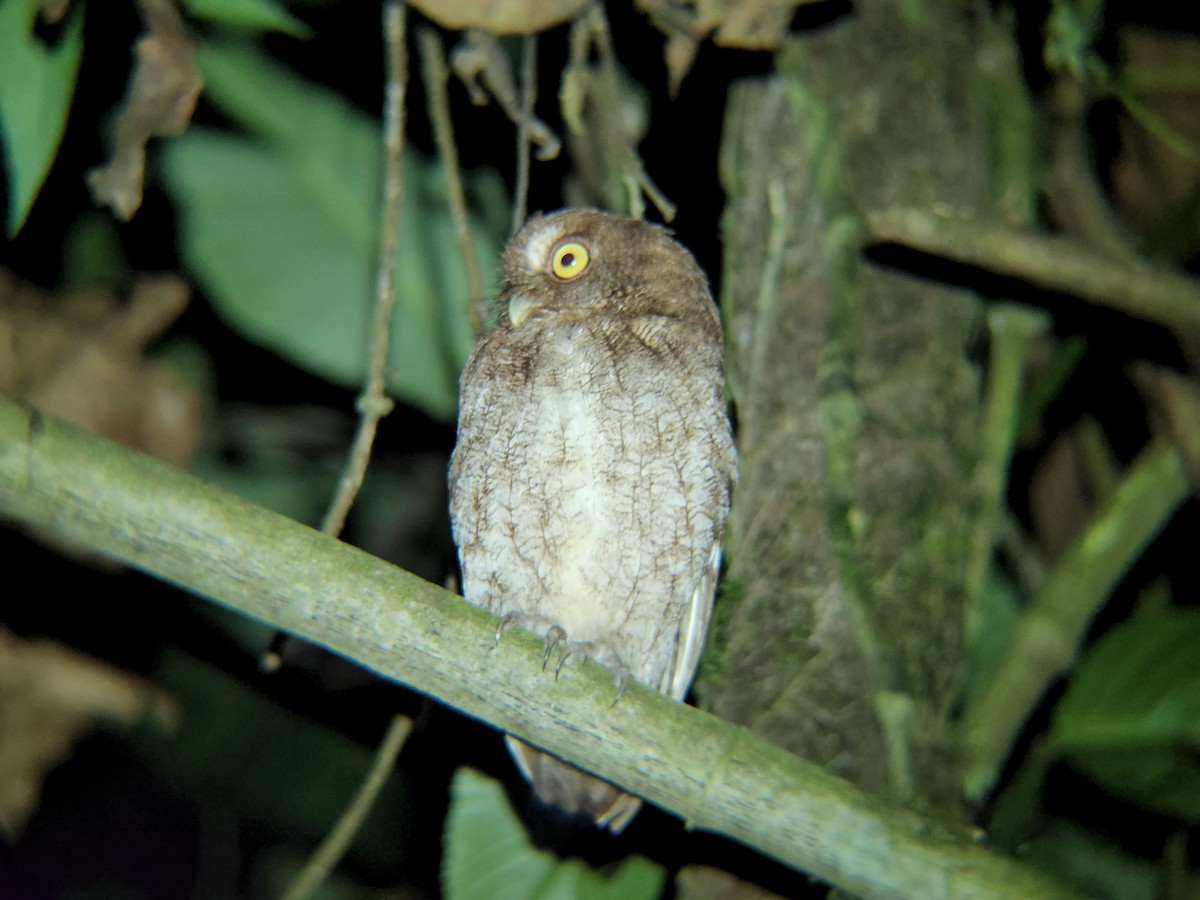 Choco Screech-Owl - ML630002200