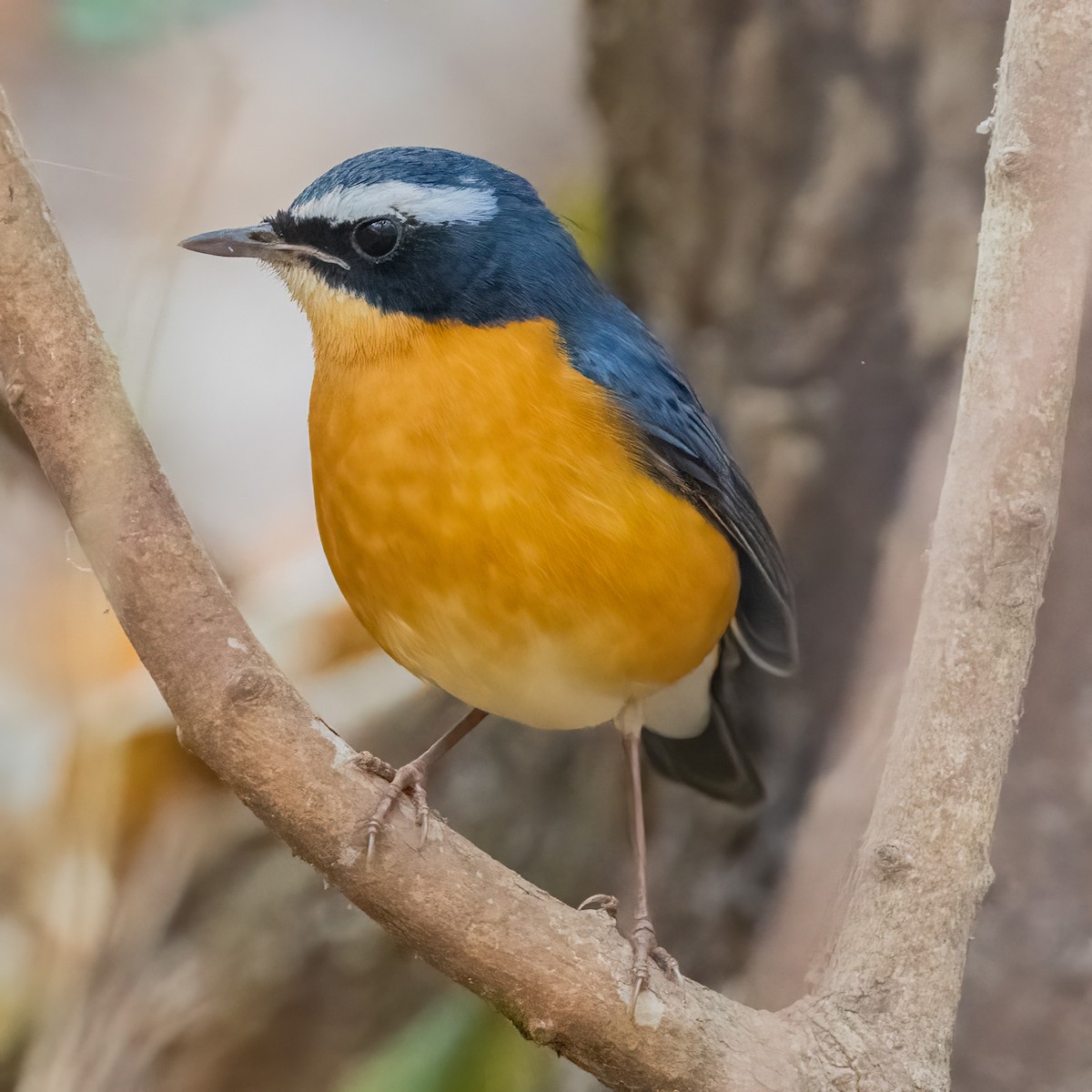 Indian Blue Robin - ML630002220