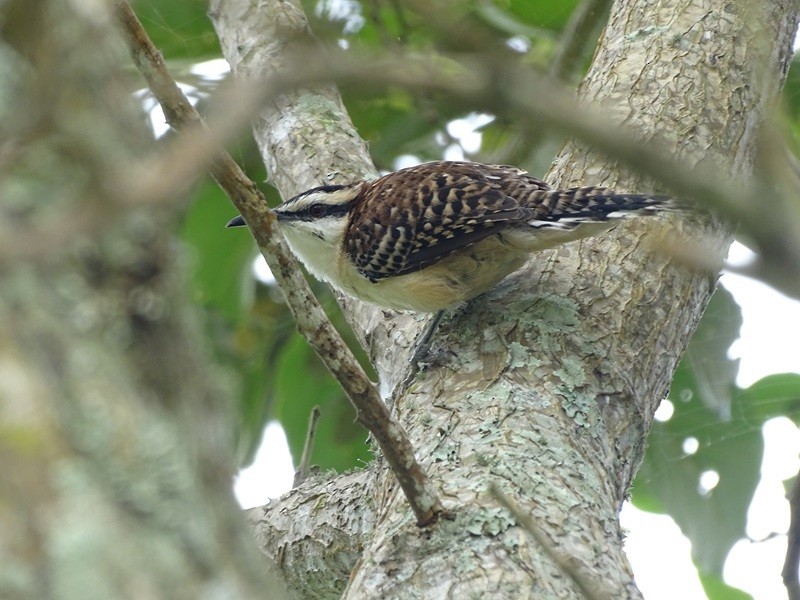 Rufous-backed Wren - ML630002238