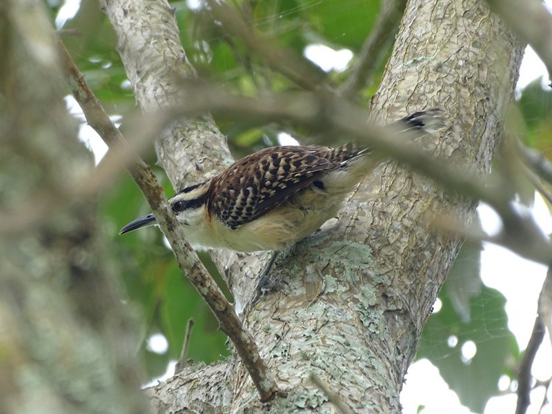 Rufous-backed Wren - ML630002239