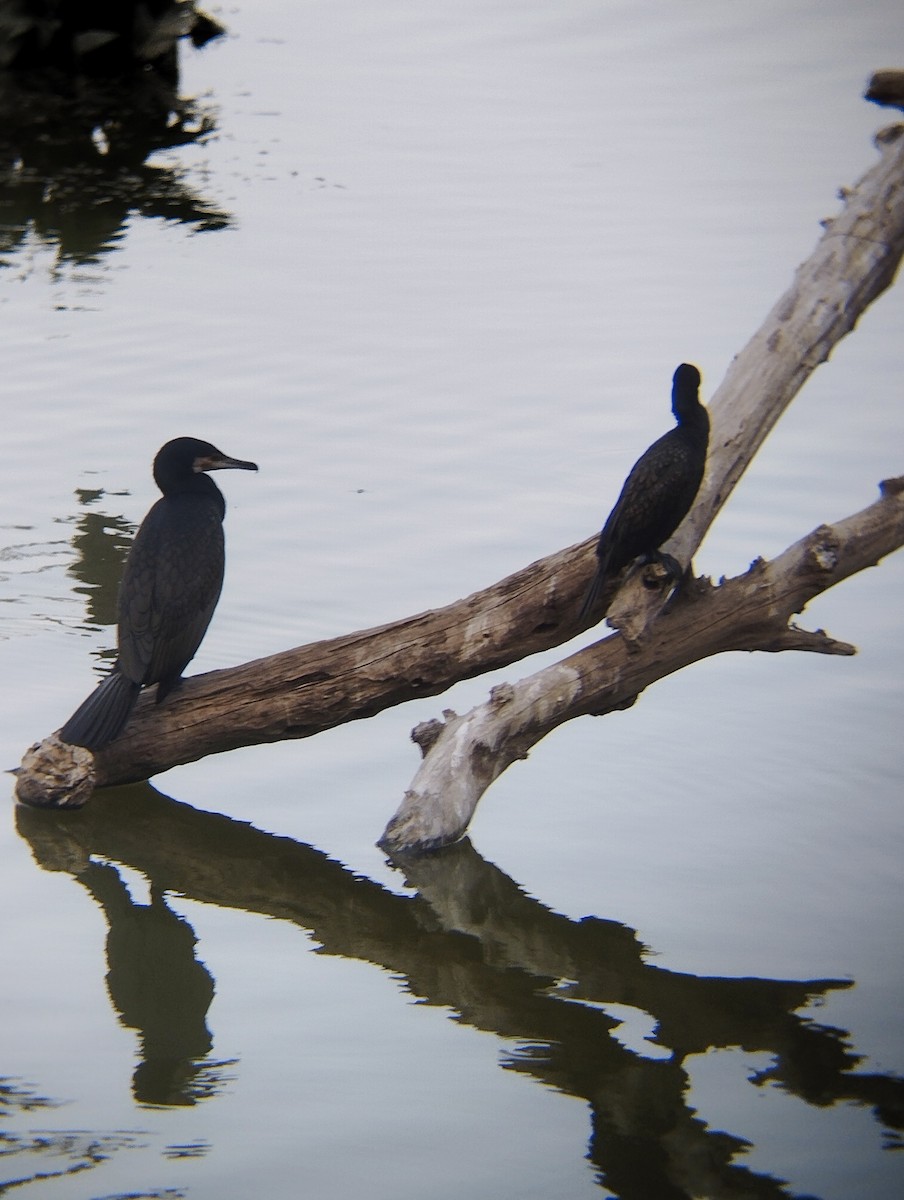 Great Cormorant - ML630002303