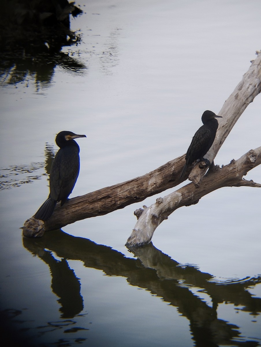 Great Cormorant - ML630002326