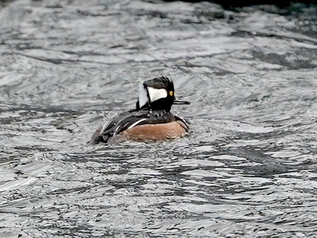 Hooded Merganser - ML630002348