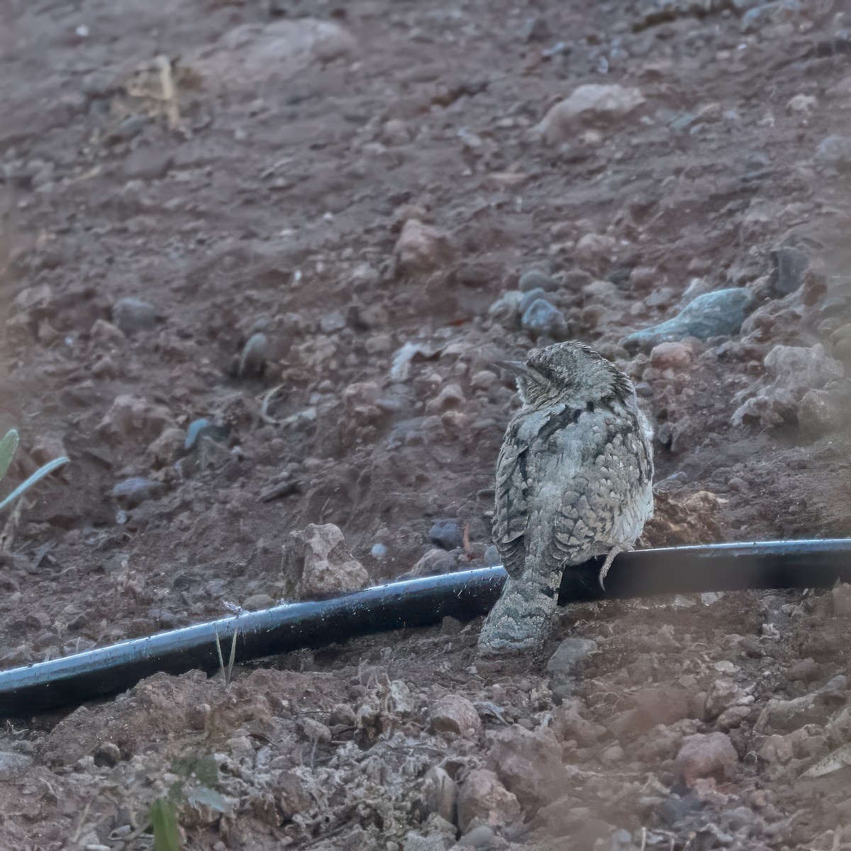 Eurasian Wryneck - ML630002478