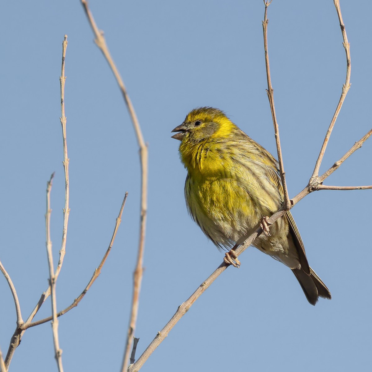 European Serin - ML630002497