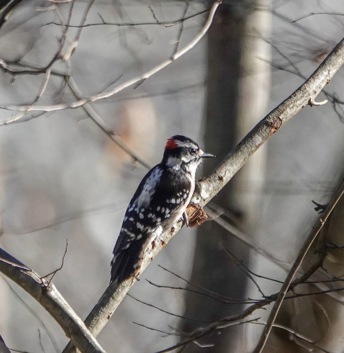 Downy Woodpecker - ML630002697