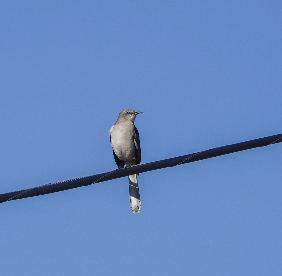 Northern Mockingbird - ML630002713