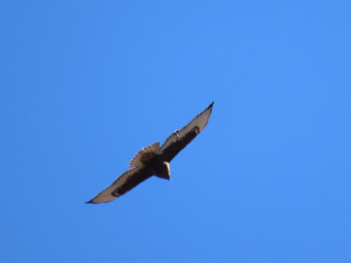 Red-tailed Hawk - ML630003309