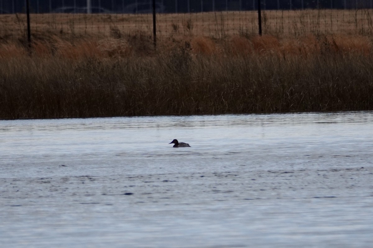 Canvasback - ML630003356